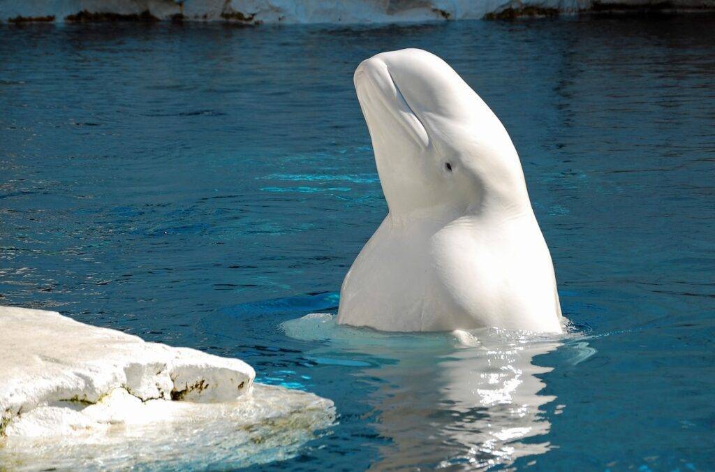 Rêver de béluga : les significations cachées de la baleine blanche