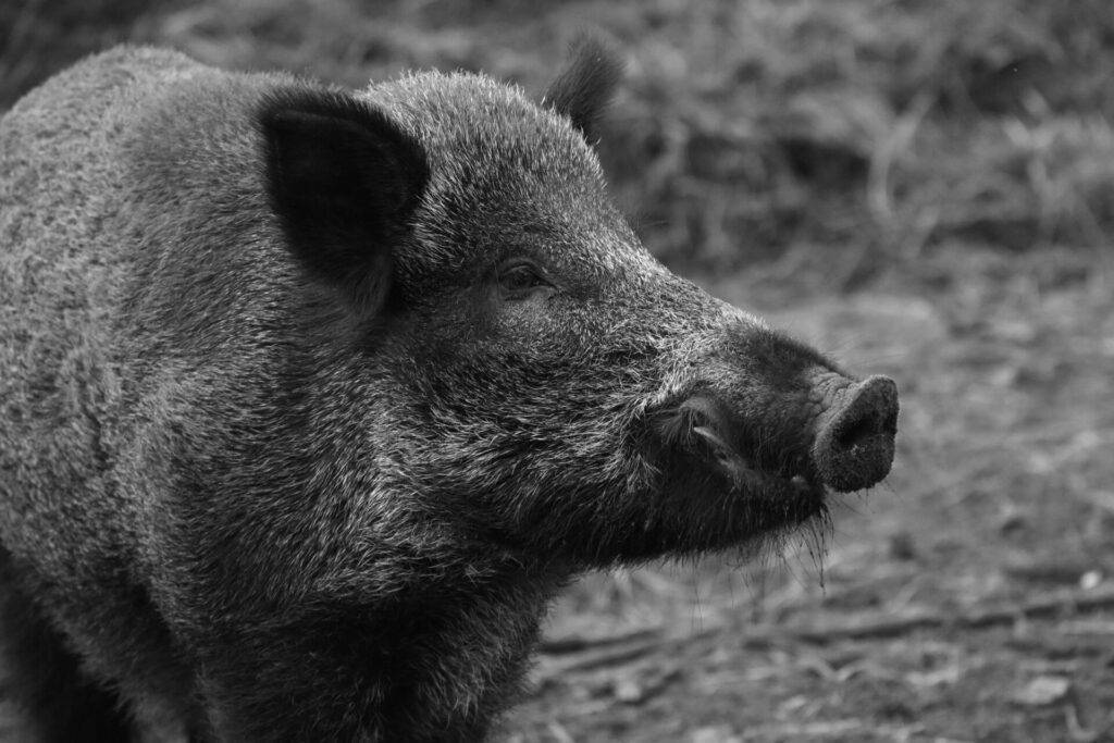 Rêver de bêtes sauvages : la symbolique des animaux sauvages