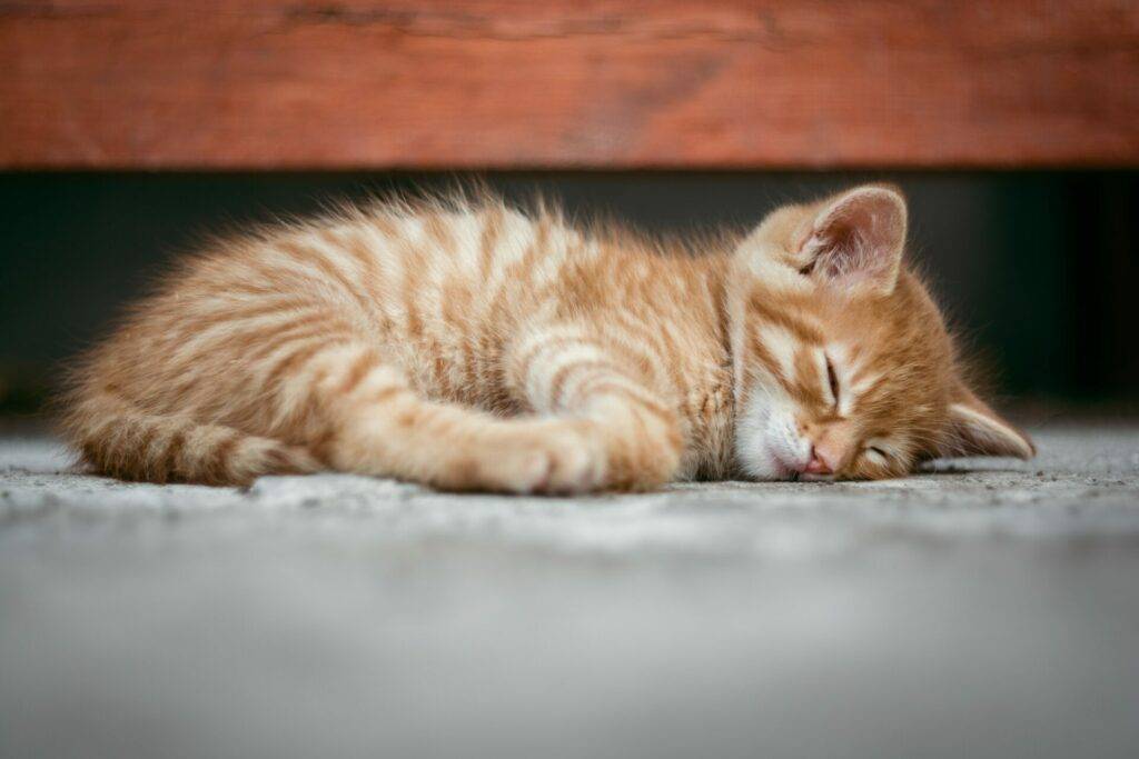 Rêver d’un chat roux
